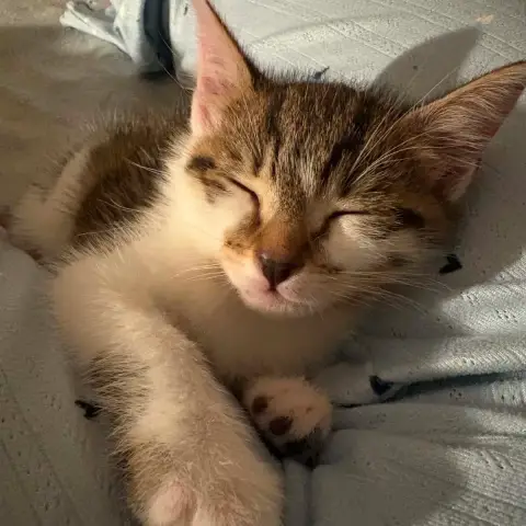 Simba photo 2