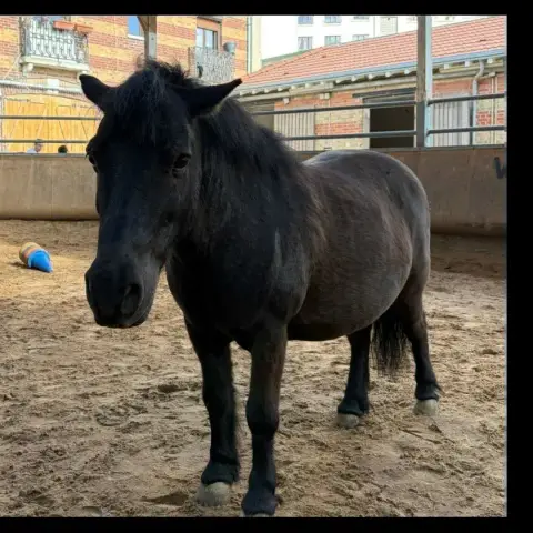 Babou