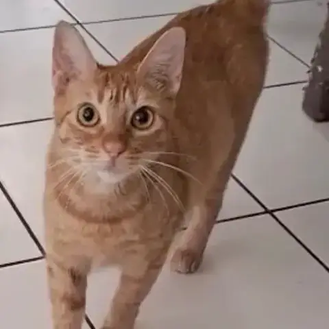 Praline