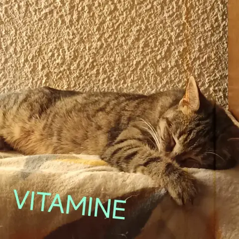 Vitamine