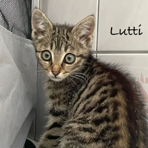 Lutti photo 2