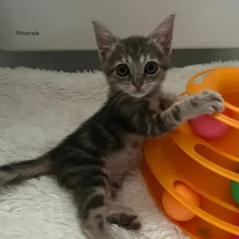 Phoebe photo 2