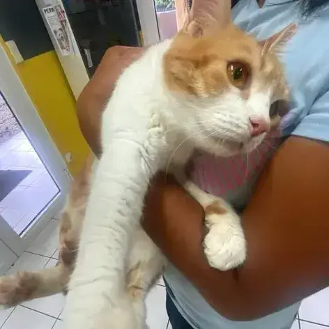 ✨️ Machu ✨️ 🐱