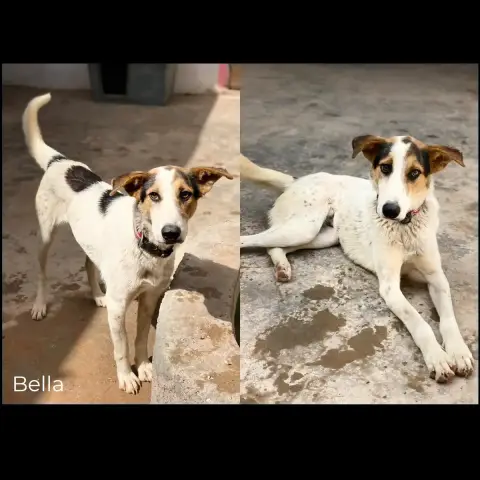 Bella