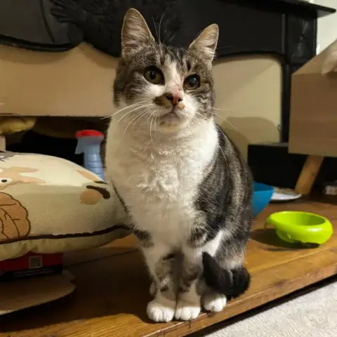 Kimi photo 2