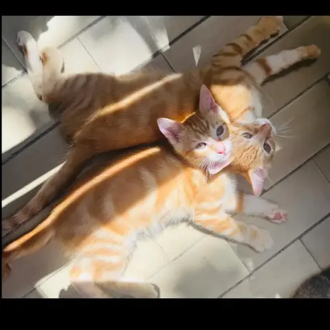 Tobbie & Garfield photo 2