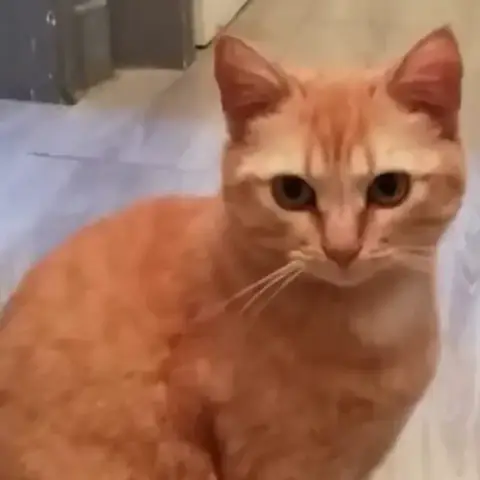 Nala