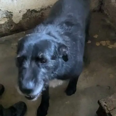 Merlin