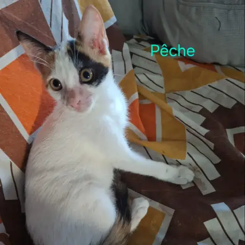 Pêche