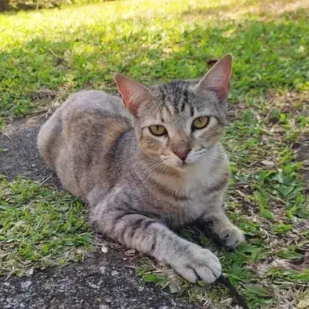 Raya