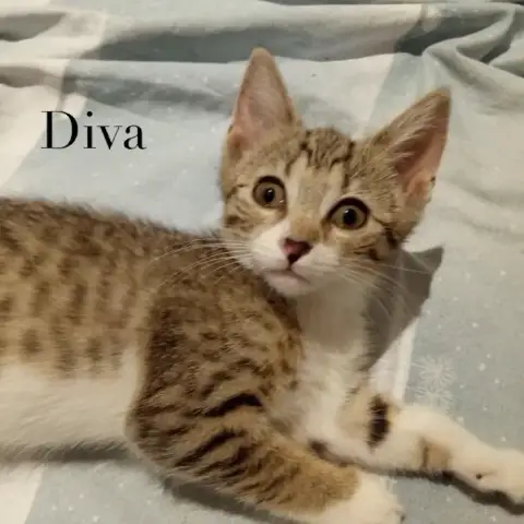 Diva