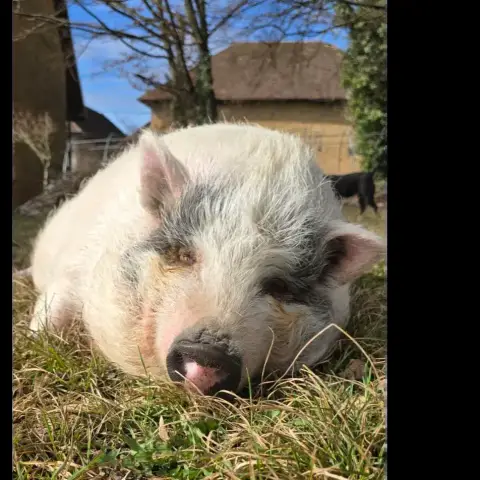Peppa Pig