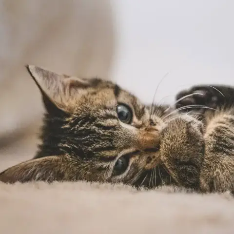 Boop photo 3
