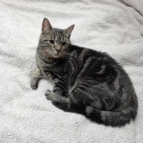 Clyde