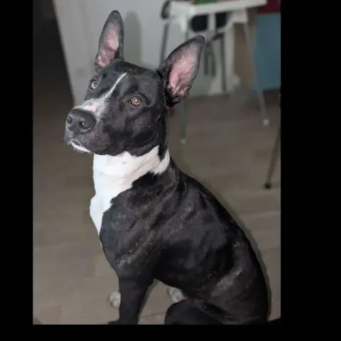 Apollo photo 2