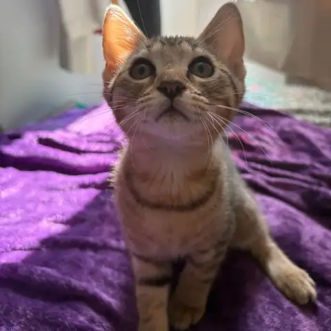 Boba