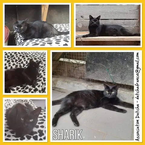 Sharik
