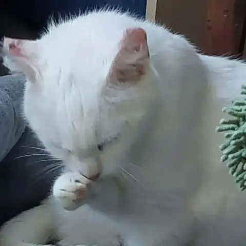 Bella photo 3