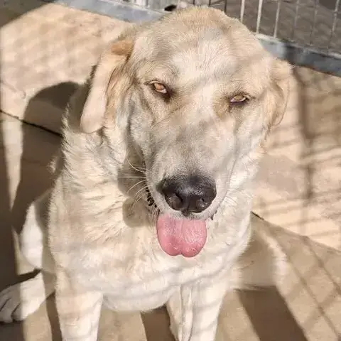 Linda