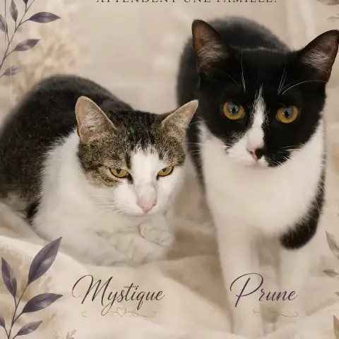 Mystique Et Prune