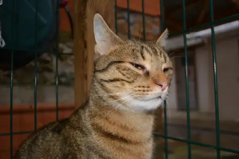 Simba
