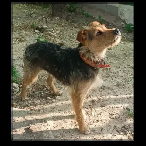 Triana
