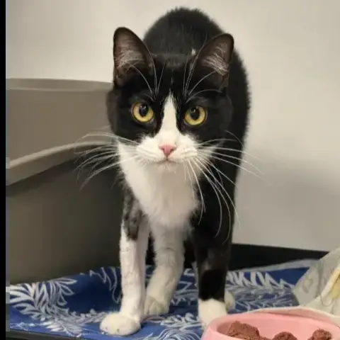 Biscotte