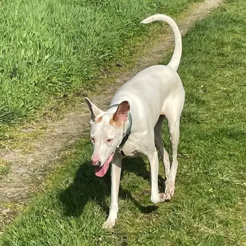 Tibbie photo 2