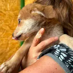 Laska photo 3