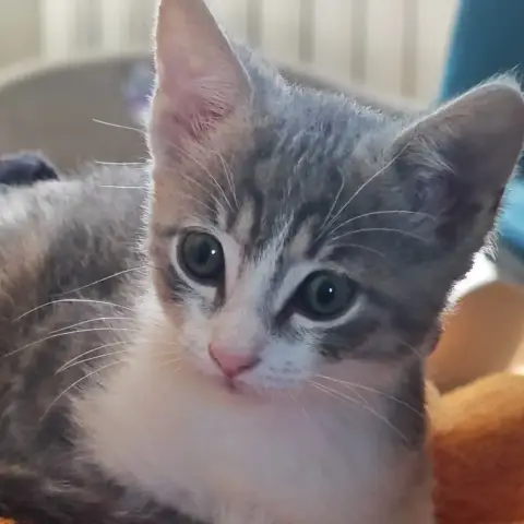 Mélia