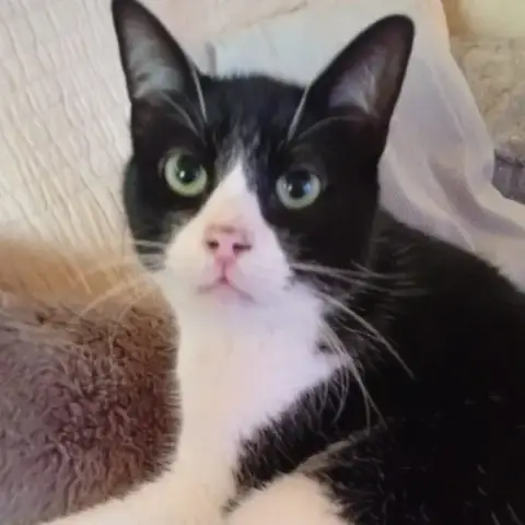 Felix photo 2