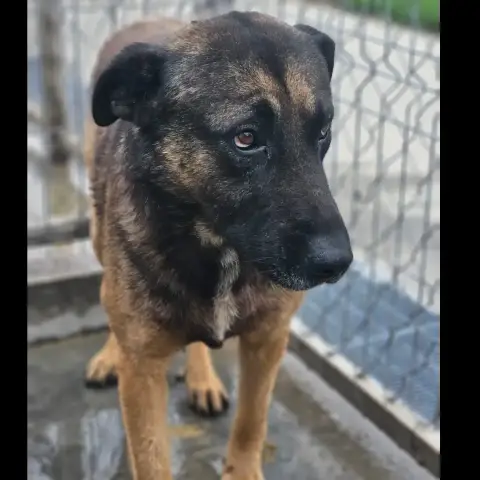 Sammy