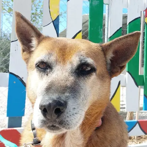 Gorda