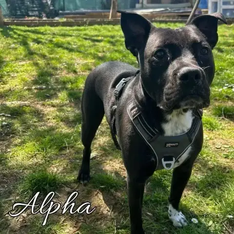 Alpha