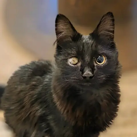 Archibald
