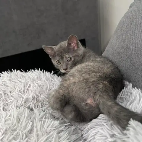 Felie