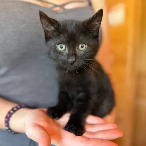 Onyx