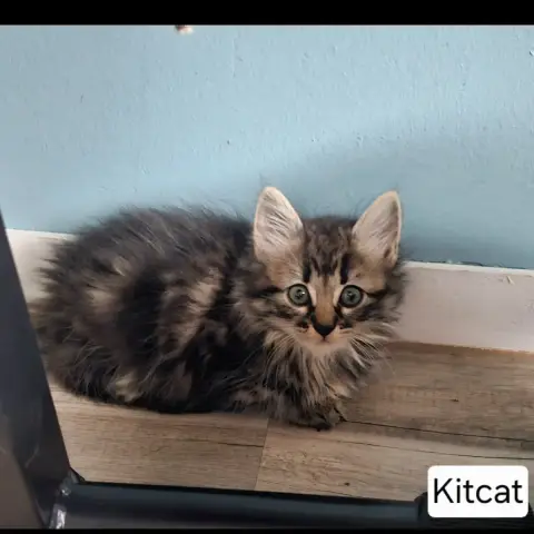 Kitcat photo 2
