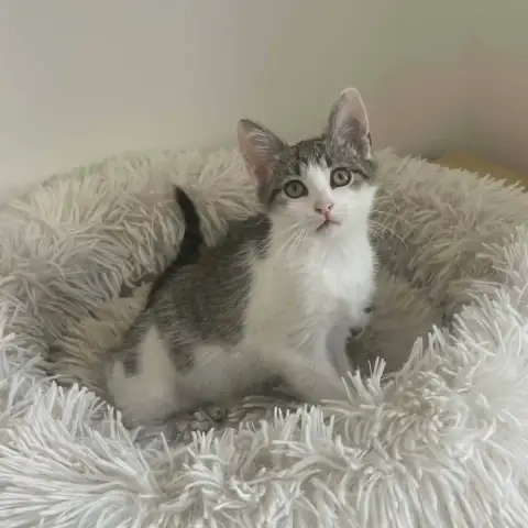 Bijou