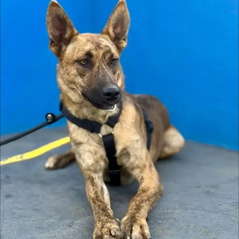 Hugo