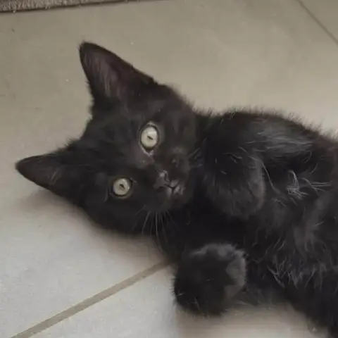 Muffin