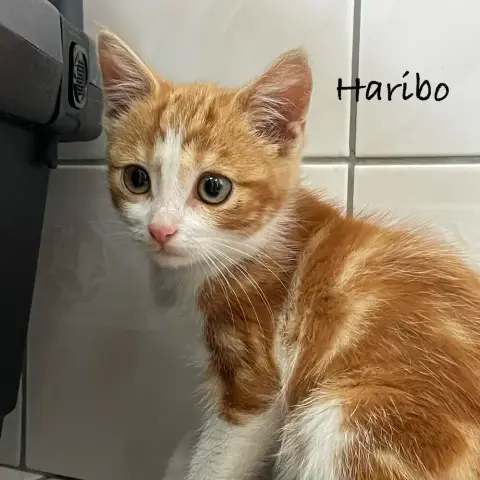 Haribo photo 2