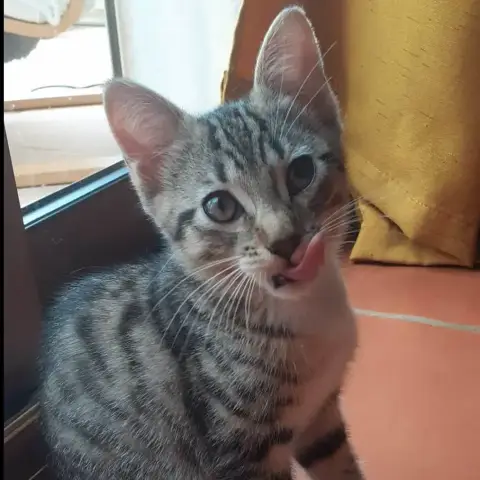 Petite Biscotte