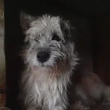Pollux