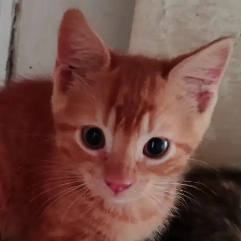 Bilbo