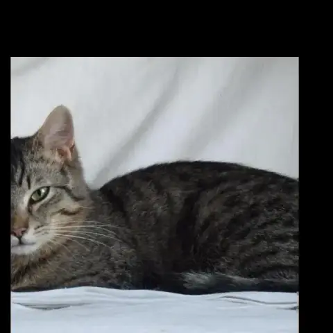 Jinxy photo 3