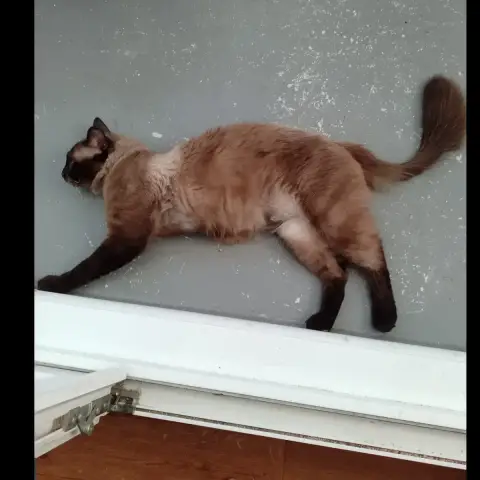 Kiki photo 3