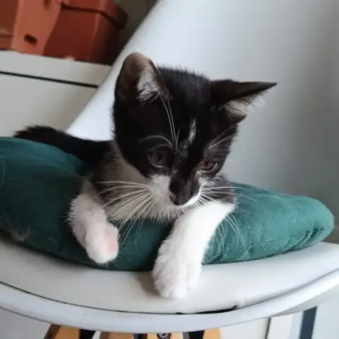 Délizia