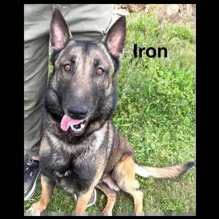 Iron photo 3