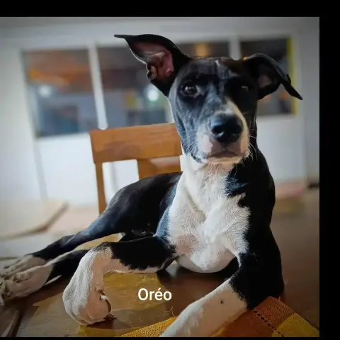 Oreo photo 3